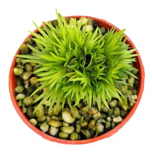 菖蒲微景观鱼龟缸水养造景金钱黄金姬贵船苔蝉小川好养小盆栽水培