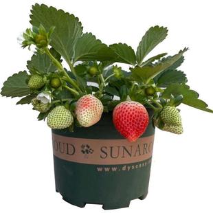 奶油草莓苗盆栽带盆带土种籽子可食用红颜四季结果阳台种植新苗秧