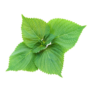 双色苏子紫苏种子大叶紫苏阳台盆栽蔬菜四季籽孑秋冬紫苏种籽春季