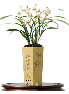 老种四季建兰红一品梅瓣带花浓香