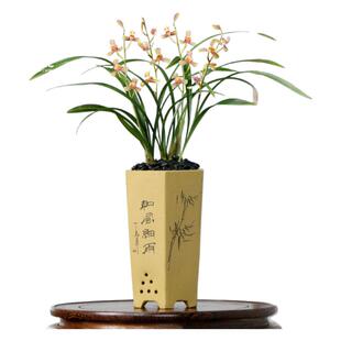 翁源兰花苗老种四季建兰红一品梅瓣带花浓香七彩丹霞好养室内盆栽