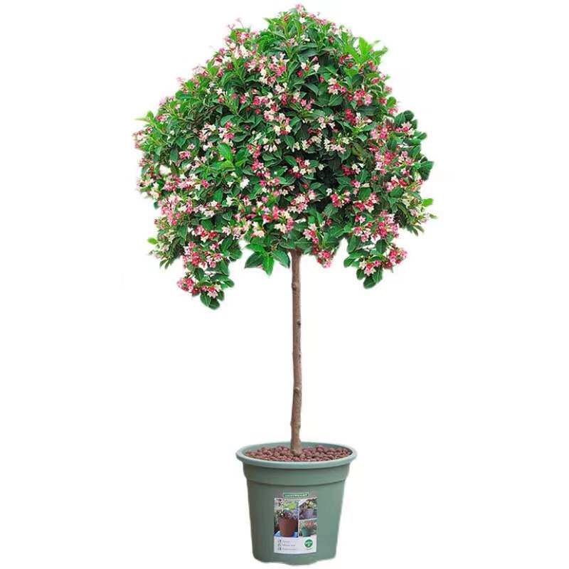 五彩锦带花树苗高杆锦带花苗阳台盆栽花卉庭院耐寒耐旱大型风景树