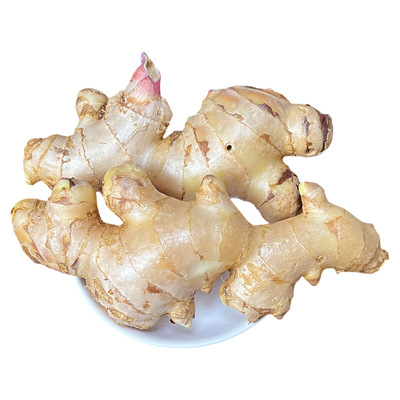 广东茂名大肉姜老姜生姜2025新鲜现挖大块姜老黄姜月子姜批发新货