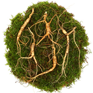 新鲜林下参长白山人参泡酒整枝土鲜人参野籽参人生东北移山参煲汤