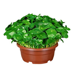 金钱草水培植物精品大叶铜钱草室内好养绿植鱼缸水草专用好养活