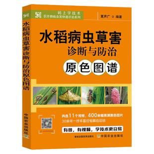 正版水稻病虫草害诊断与防治原色图谱 水稻栽培种植技术书籍杂交水稻病虫害防控稻麦病虫害防控技术稻田农作物病虫害诊治技术书籍