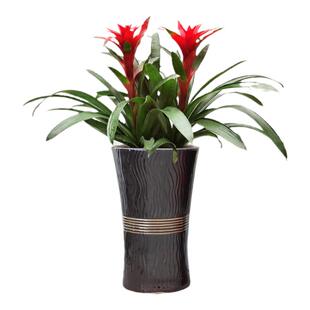 凤梨鸿运当头年宵礼品花卉观赏易养带花植物办公室内客厅绿植盆栽