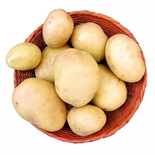 土豆新鲜贵州威宁黄心土豆农家马铃薯洋芋当季现挖土豆蔬菜批发