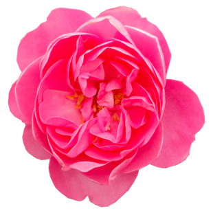 【快板】天狼月季花量大易养护藤本月季观赏性盆栽苗多季开花