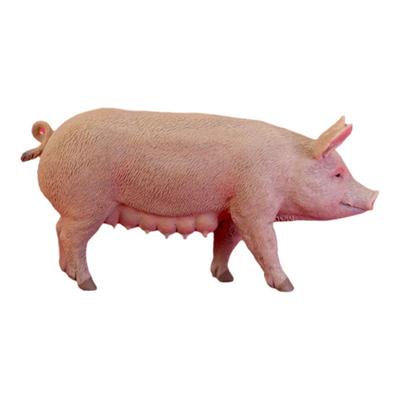 顺丰包邮【母猪、公猪】CollectA官方授权正版动物模型早教玩具