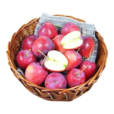 东北耐寒鸡心果苗盆栽矮化海棠