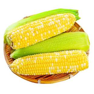 2025新鲜水果玉米现摘当季整箱甜玉米棒子苞谷粒花糯玉米蔬菜现摘