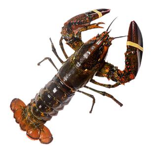 鲜活冷冻龙虾波士顿大龙虾澳洲澳龙冰冻特大波龙波虾海鲜水产