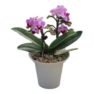 苏太植物 小美人迷你蝴蝶兰  新春送人好礼年宵花盆栽 栽好发货