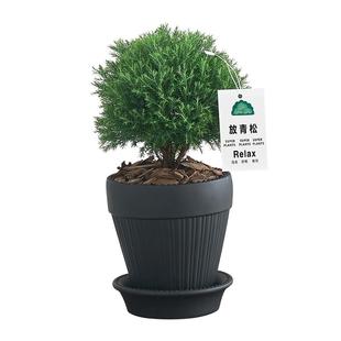 雾凇盆栽客厅办公室桌面绿植小盆景四季常青好养活情绪稳定放青松