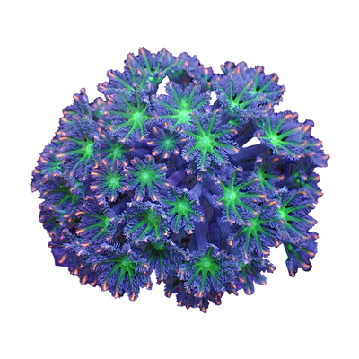 闪千手麦穗大手星花草皮灯琴