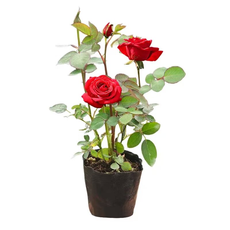 【买3送1】大花月季花苗爬藤蔷薇