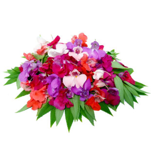 中国凤仙花种子200粒急性子染指甲花籽长花期室内盆栽易活春播