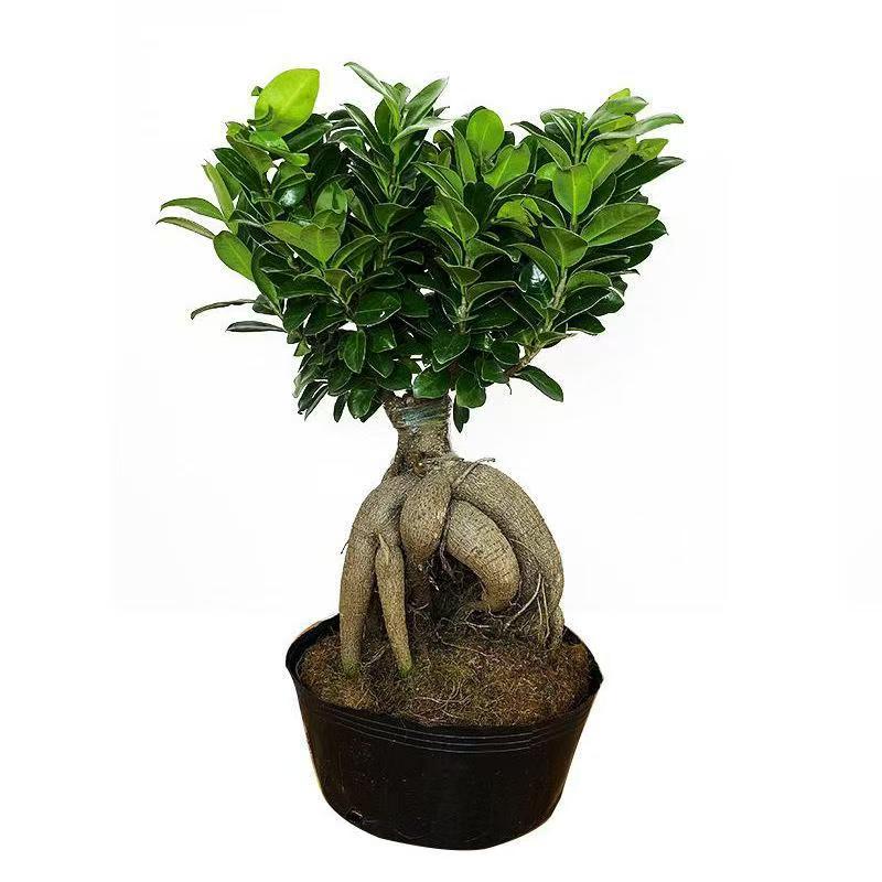 人参榕虎皮榕桌面绿植净化空气
