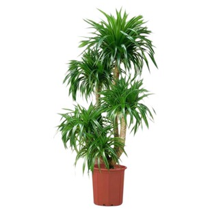 大型盆栽龙血树旺宅室内办公室多头龙须树造型落地千年大型绿植物