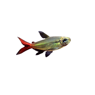 红尾科佩依鱼科配衣中高端南美灯科鱼热带鱼淡水鱼草缸群灯鱼活体