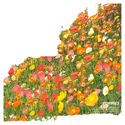 精品虞美人花种子包发芽四季开花