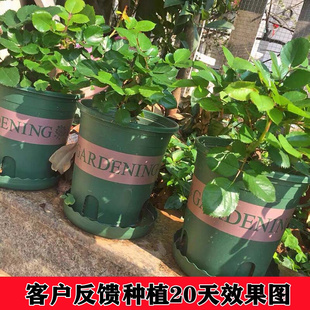 花 玫瑰花树苗四季 开带盆栽好庭院阳台花卉植物室内外花苞蔷薇月季