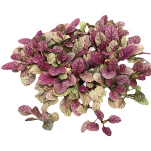 粉色筋骨草 花镜植物 耐旱多年生耐热 耐寒庭院花园盆栽 好养包邮