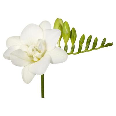 原生小苍兰种子香雪兰种球