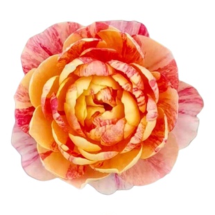 【水灵花园】果汁飞溅（包条纹）果汁芽变一颗开多色微月月季