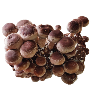 香菇冬菇蘑菇种植菌包阳台种蘑菇菌棒菌菇种棒家庭室内种植食用菌