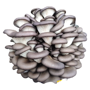 平菇白蘑菇蘑菇菌包菌棒蘑菇菌种家种菌菇种植菌包蘑菇种植包菌种