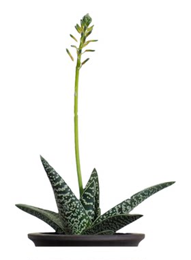 翠花掌多肉盆栽室内易养防辐射