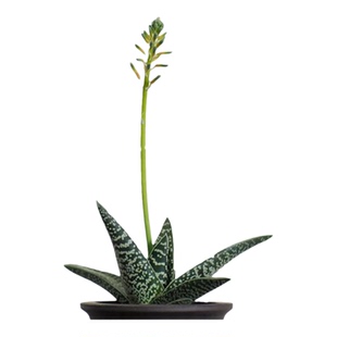 多肉植物翠花掌芦荟科盆栽室内趣味易养美观防辐射会开花观叶绿植