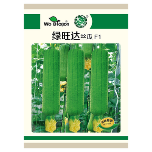 肉丝瓜种子绿旺达水瓜大白耐热爬藤吊蔓阳台盆栽蔬菜籽瓜果孑寿光