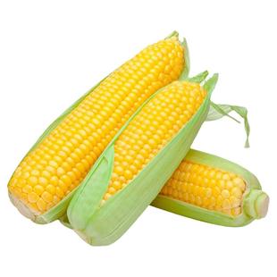 中农甜488牛奶香超甜水果玉米种子冰糖脆糯四季春种籽国审春季播
