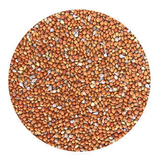 5斤 带壳红谷子 大颗粒带壳小米虎皮牡丹玄凤文鸟鸟食鸟粮 鸟饲料