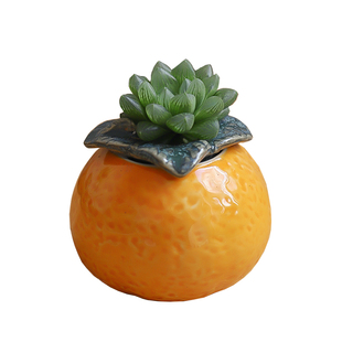 办公室内桌面水培多肉植物幼儿园小盆栽工位绿植摆件四季好养活