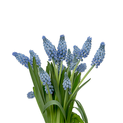 多年生葡萄风信子种球球迷花园