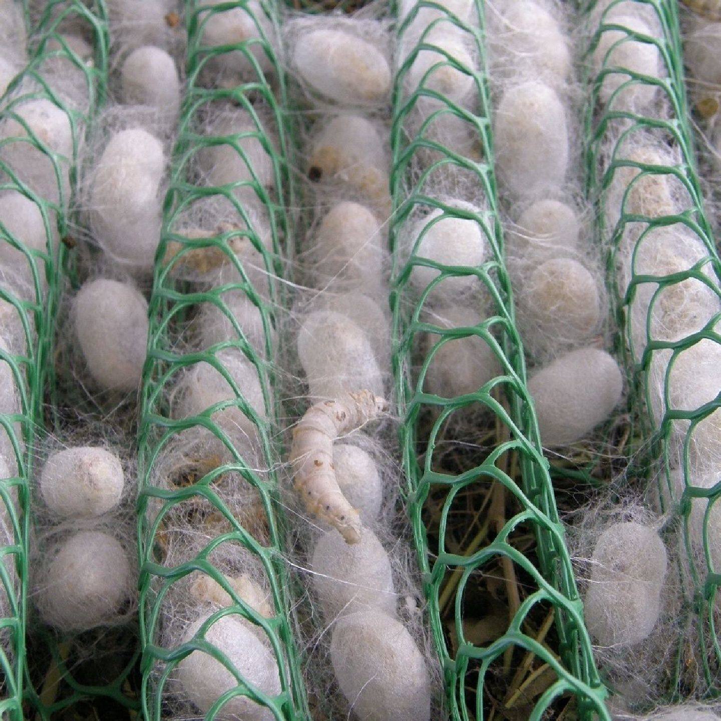 全套专用蚕簇蚕网结茧网加重蚕用具50片件白色网格
