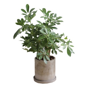 亲爱的绿植鸭脚木室内客厅植物北欧风家居耐寒鸭掌木八方来财盆栽