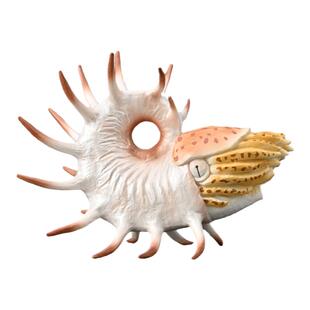 【88946空脊鹦鹉螺】CollectA官方授权正版动物模型早教玩具