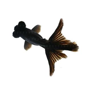 黑龙睛金鱼鱼缸观赏鱼懒人好养耐活自来水不打氧冷水淡水易活活鱼