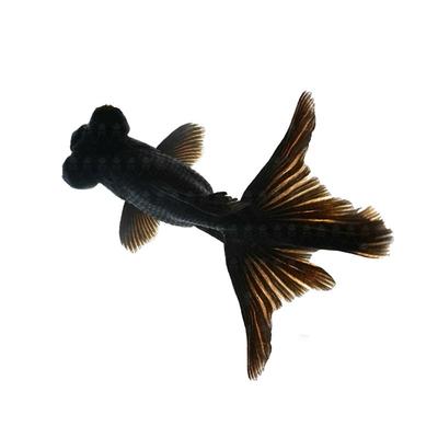 黑龙睛金鱼鱼缸观赏鱼懒人好养耐活自来水不打氧冷水淡水易活活鱼