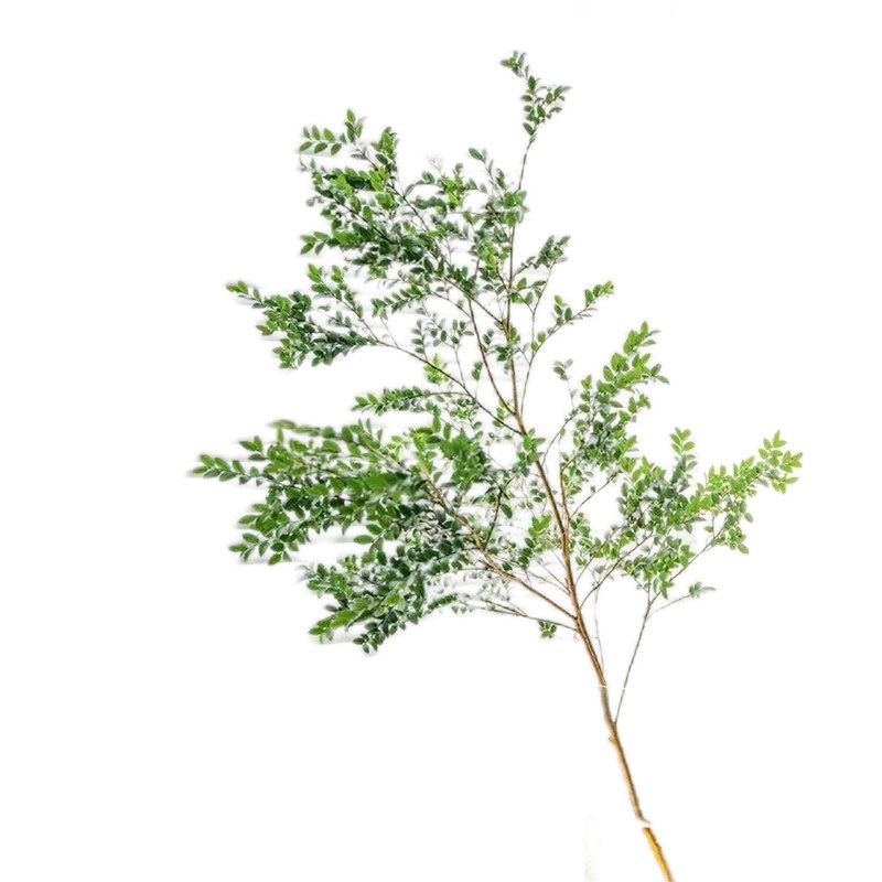 美男树水培植物鲜切枝条美观装饰