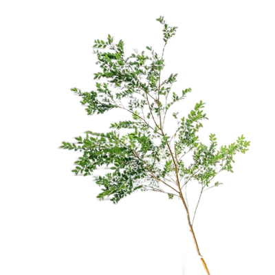 美男树水培植物鲜切枝条美观装饰