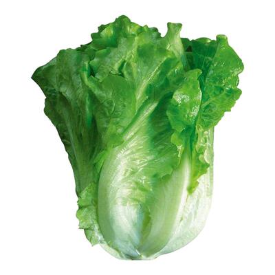 蔬菜种子四季播种植物萝卜香菜生菜葱蒜辣椒白菜种菜籽种大全去虫