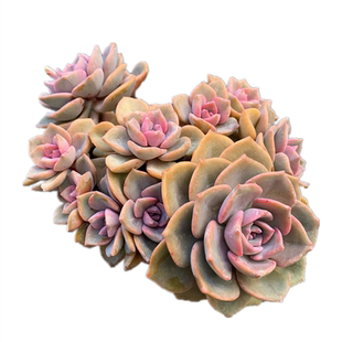 彩虹糖 云南基地清棚露养粉色系状态多肉植物大颗群生养眼绿植