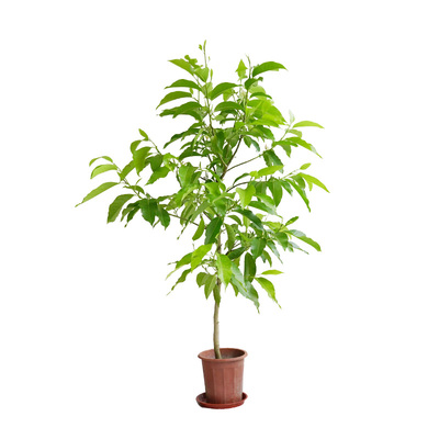 黄桷兰盆栽芳香花卉50包送