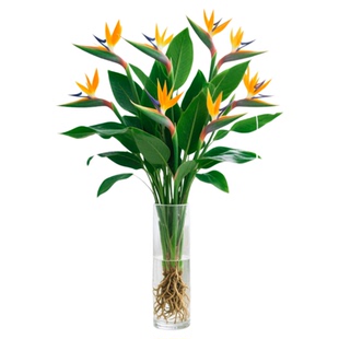 天堂鸟绿植水培植物室内好养客厅办公室桌面盆栽水养花卉盆景摆件